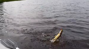 Rapala x-rap 10.Отзыв