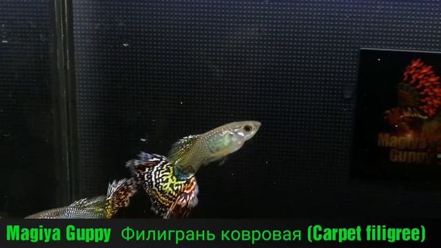 Гуппи Филигрань  ковровая