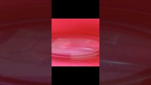 Аулофорус. Как сохранить культуру при отъезде в отпуск ч.1