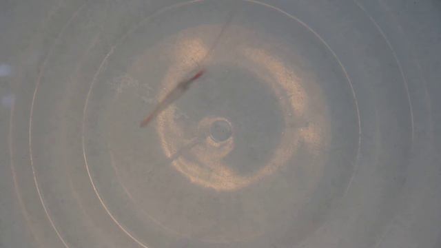 Игра блесны"Алексеич-39(пл)" смотреть онлайн