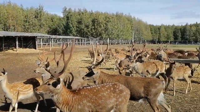 Экоферма в Рыбно- Слободском районе Татарстана смотреть онлайн