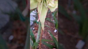 Papilio Hybrid “Double Green” Amaryllis Hippeastrum