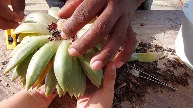 Rescatando mi Suculenta Echeverría a Gavoide Estrellas / Poda y mantenimiento de suculenta смотреть онлайн