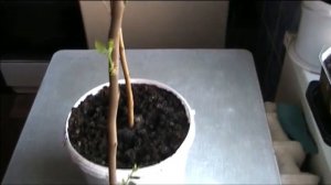 Саженцы шелковицы с Wildberries, что с ними стало через месяц посадки ???