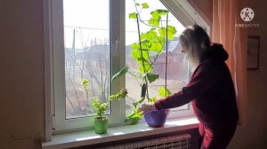 Первый УРОЖАЙ )) Огород на подоконнике! Какой сорт огурцов выбрать советы и опыт Ани