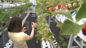 24 05 21 КЛУБНИКА НА КОКОСОВОМ СУБСТРАТЕ