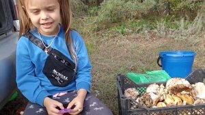 Отличный и полезный отдых. Заготовка грибов. ст. Вешенская.