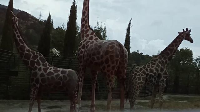 Жираф. Зоопарк Сказка. Ялта смотреть онлайн