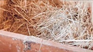 Куры доминант осенью. Условия содержания