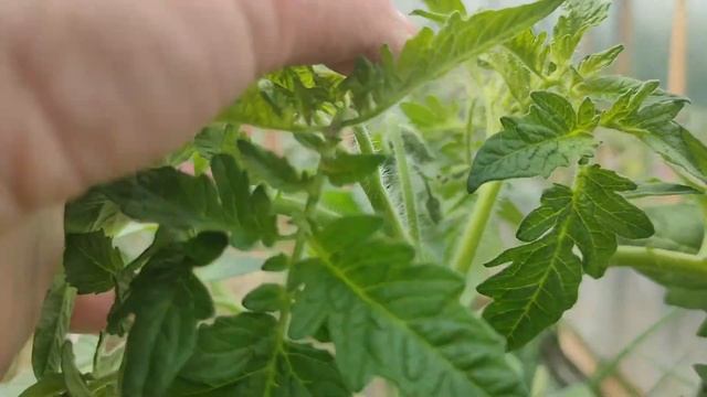 57. Как правильно ФОРМИРОВАТЬ куст высокого /Индетерминантного/ ТОМАТА. смотреть онлайн