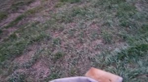 Охота на волка ? ! Wolf hunting! Волк на вабу! Охота на гуся, финиш сезона!