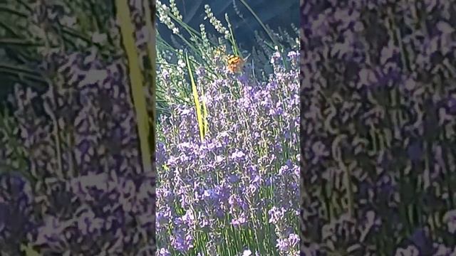 Падаю.Александр Эгромжан