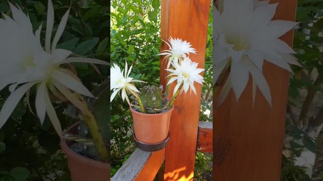 Echinopsis Subdenudata Cactus in Triple Bloom