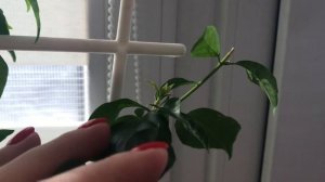 Бугенвиллия . Уход и выращивание в комнатных условиях.