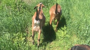 АНГЛО-НУБИЙСКИЕ КОЗЫ