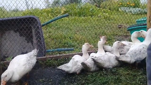 Вес уток мулардов в 2 месяца