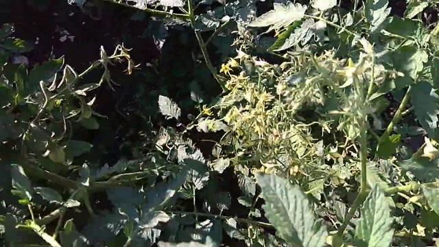 Томаты август 2020 г . посаженные после чеснока смотреть онлайн