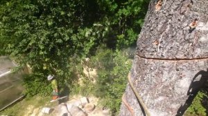 Ствол берёзы