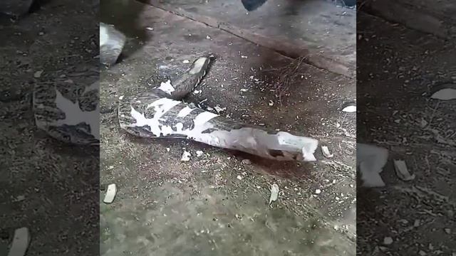 Нож Саха сталь х12мф смотреть онлайн