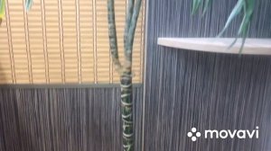 Обрезка и черенкование Драцены! Результаты черенкования спустя год