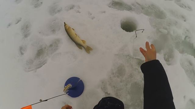 ЛОВЛЯ ЩУКИ НА ЖЕРЛИЦЫ В ЗАРОСШЕМ ТРАВОЙ БОЛОТЕ! Зимняя рыбалка на жерлицы 2022. смотреть онлайн