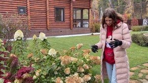 Вот что может случится, если вовремя не обрежешь шапки у ГОРТЕНЗИЙ!