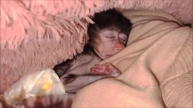 Колыбельная для гамадрилят. Пусть Стёпка и Люська спокойно спят смотреть онлайн