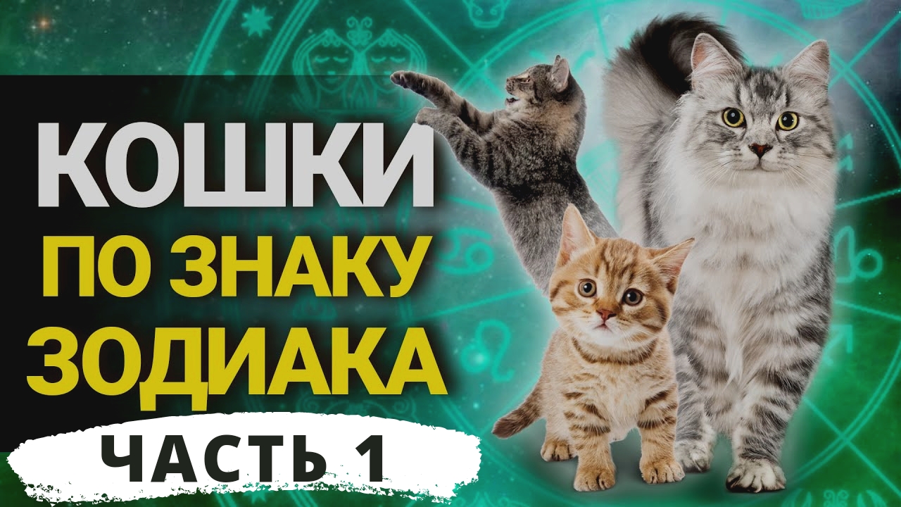 Кошки по знаку зодиака:какая порода кошек подойдёт Вам по гороскопу. Часть 1