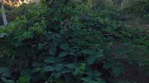 Ежевика Вождь Джозеф. Первое плодоношение