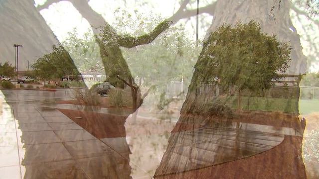 Trees for Tomorrow, Acacia Park смотреть онлайн