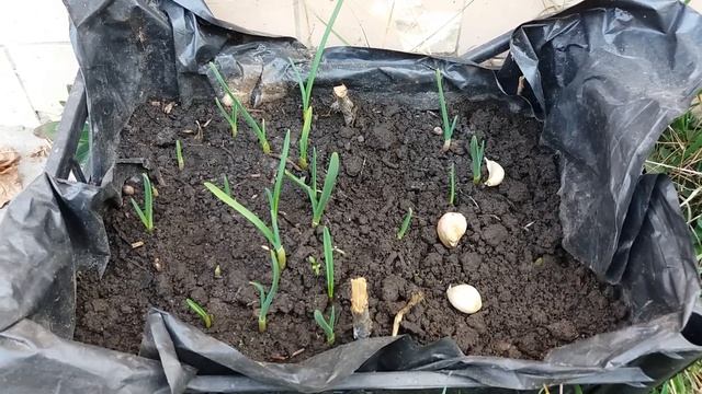 Всходы чеснока ручным способом и если бы мы садили сажалкой. Продолжение эксперимента.