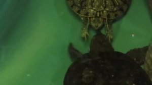 Черепашка самец не сдается!) / Экстремальные брачные игры красноухих черепах