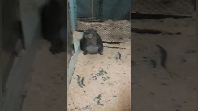 Дикие обезьяны (версия зоопарк) смотреть онлайн