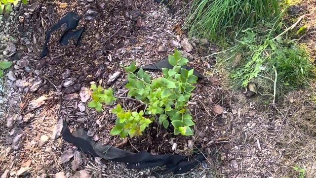 Обзор по саду в середине августа . Как выглядит огород и участок в конце лета . Утро на даче . смотреть онлайн