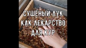 Сушёный лук как лекарство и природный антибиотик для кур от всяких разных болезней