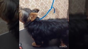 Гигиеническая стрижка йорка