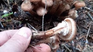 Armillaria Ostoyae fungò commestibile.