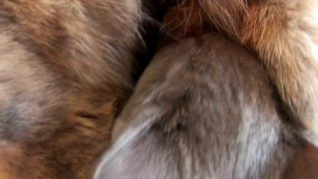 Целебные кошачьи вибрации Вибрирующий кот Приятное мурчание смотреть онлайн