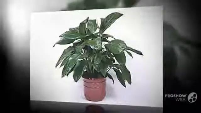 Цветы Спатифиллум (Spathiphyllum Flower)
