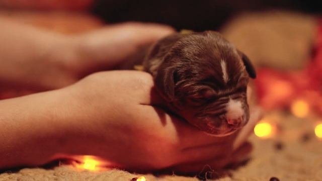 American Pitbull Terrier Puppy 28.10.2019 Щенки американского питбультерьера .