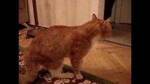 Коты дерутся