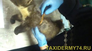 Видеоурок по таксидермии: изготовление чучела куницы 1