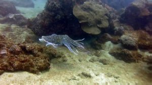 Дайвинг на Шри Ланке