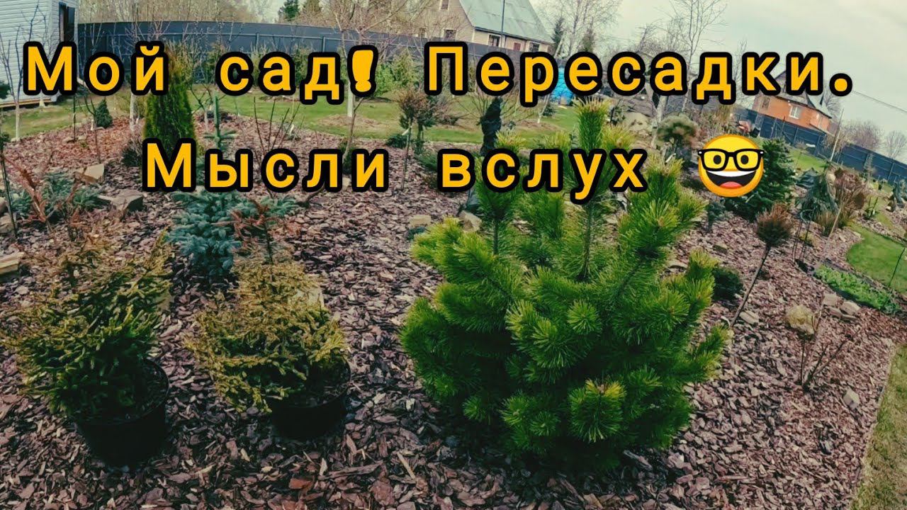 Мечтательница хвойные