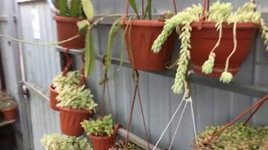 Очиток Моргана (Sedum morganianum, седум моргана). Артикулы 741, 742 на сайте питомника.