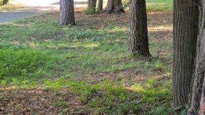 Белка в городском парке Сарова.