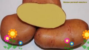 Картофель семенной. Краткий обзор, описание характеристик, где купить картофель Юбиляр