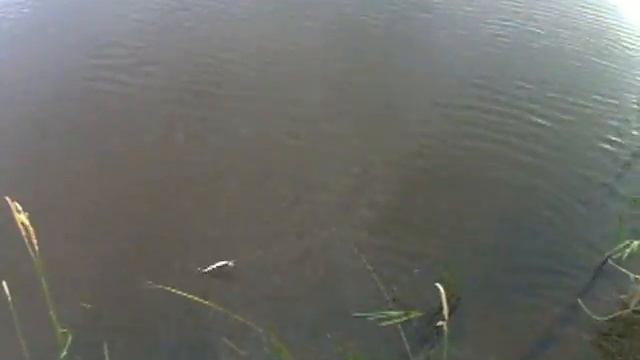 28 06 2015 река Урал 2 жадных карандаша щука . смотреть онлайн