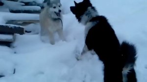 Бешенство собак!