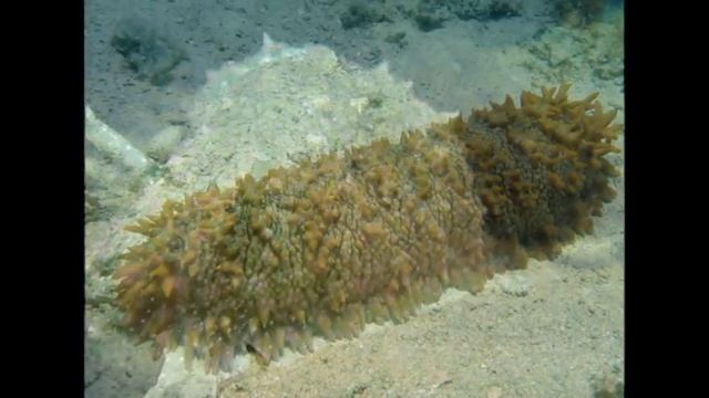 морские обитатели очень странные подписка с тебя лайк если подписался смотреть онлайн